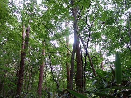 登山道の自然林