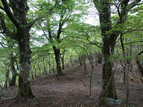 登山道から